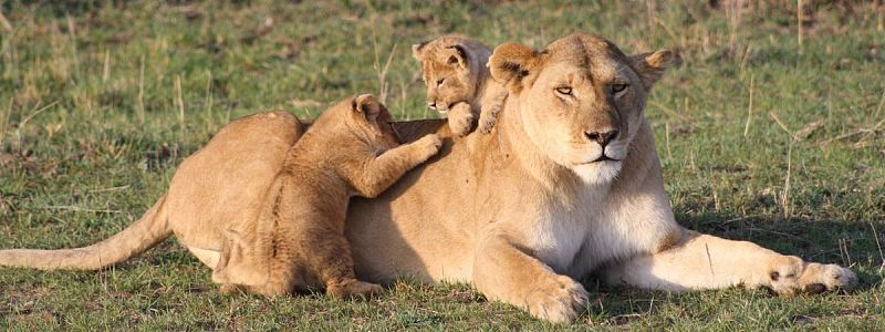 masai-mara-national-reserve