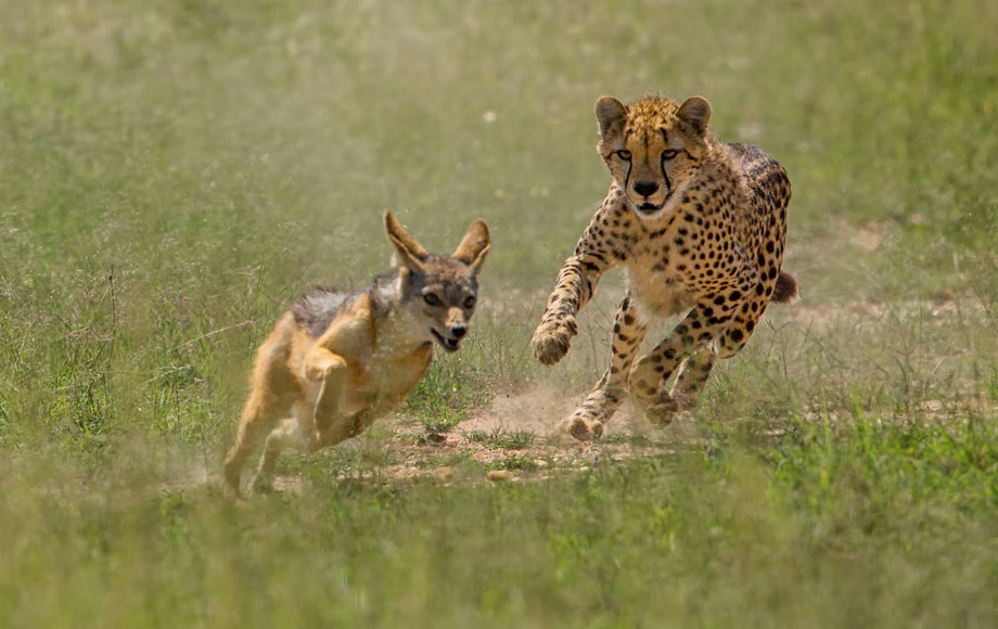 Game-Drive-Uganda-Wildlife-Leopard