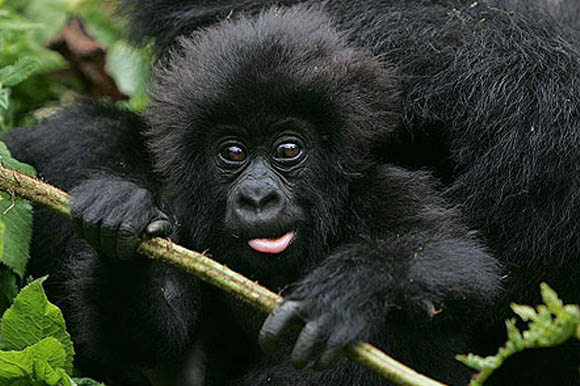 Uganda Safaris