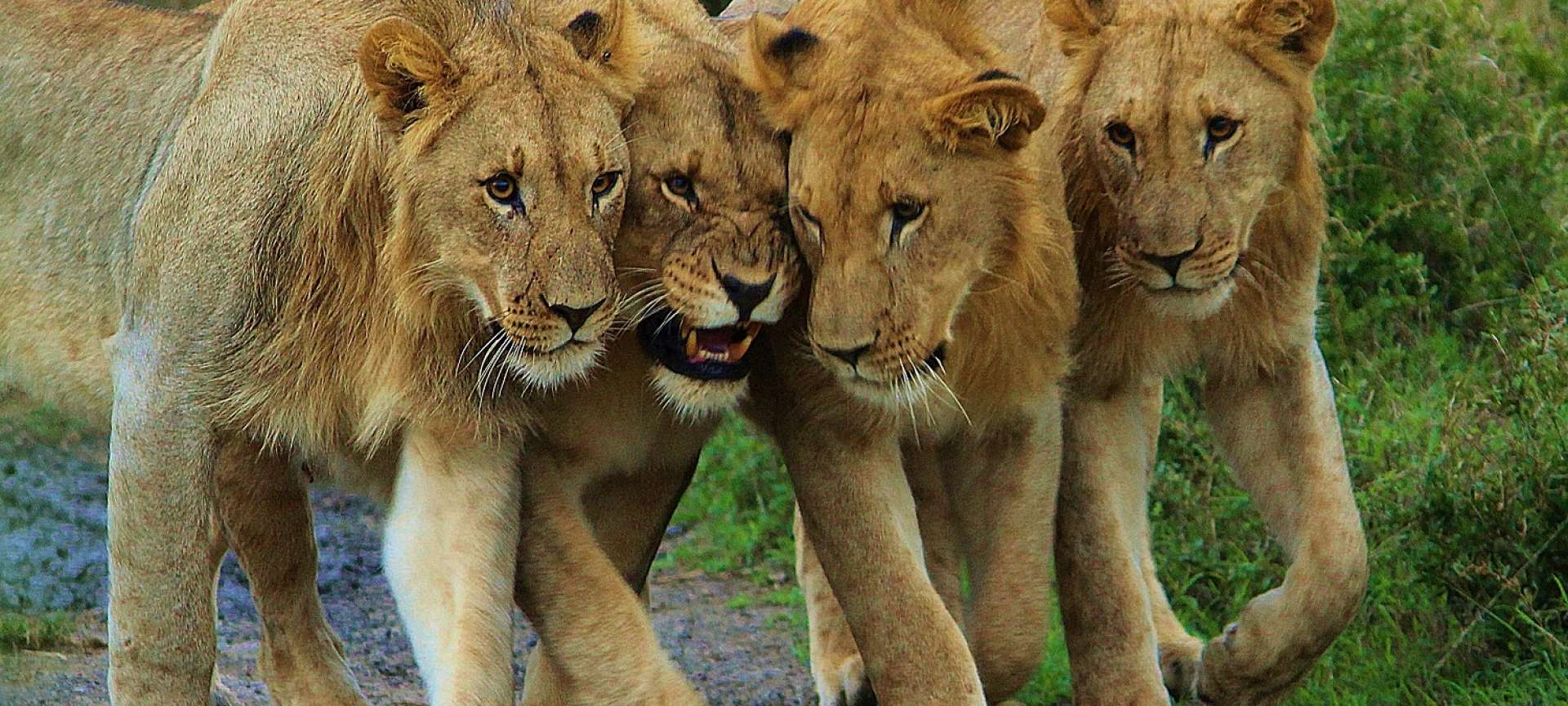 Queen Elizabeth National Park in Uganda