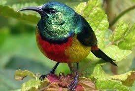 Uganda Birding Safari