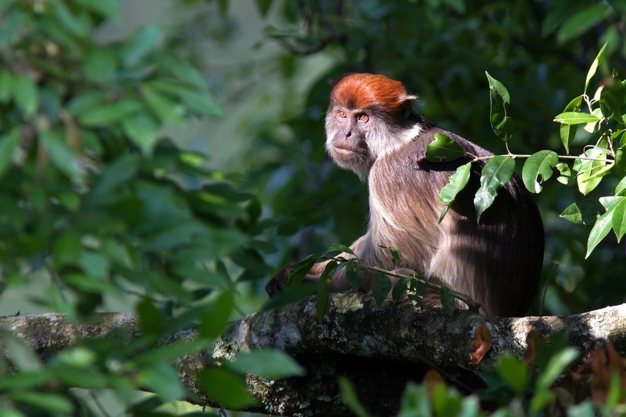 Gorilla Trekking & Golden Monkeys