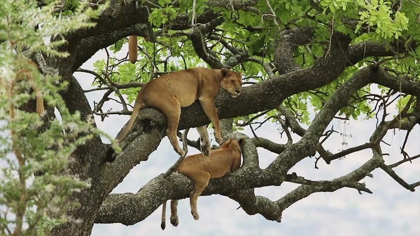 Tree climbing Lions of Ishasha Sector