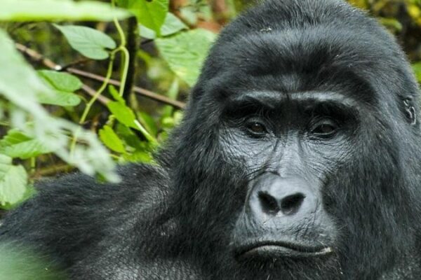 Bwindi Gorilla Safari Experience, Gorilla Trekking
