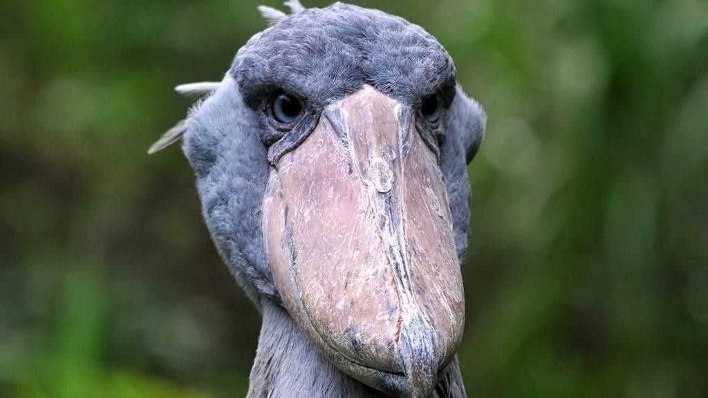 Uganda Birding Safari