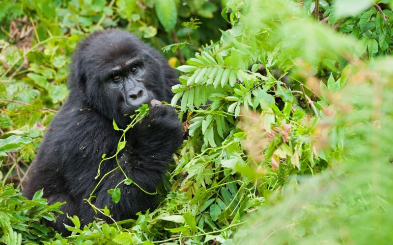 Rwanda Gorilla Trekking Safari Adventure