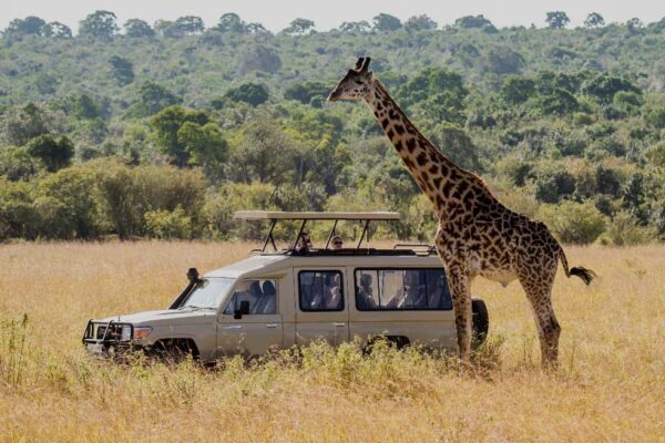 Wildlife Adventure Safari Tour Trip
