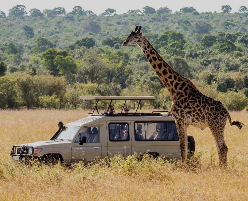 Wildlife Adventure Safari Tour Trip