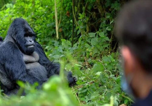 Rwanda Gorilla Trekking Safari Adventure