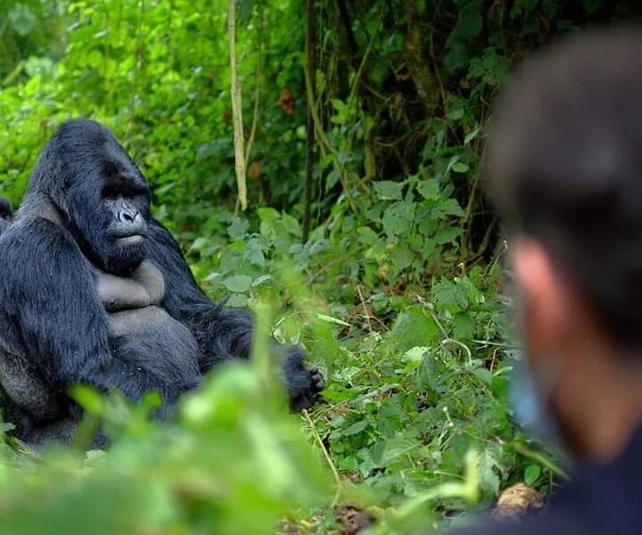 Rwanda Gorilla Trekking Safari Adventure
