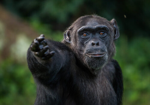Chimps and Big five