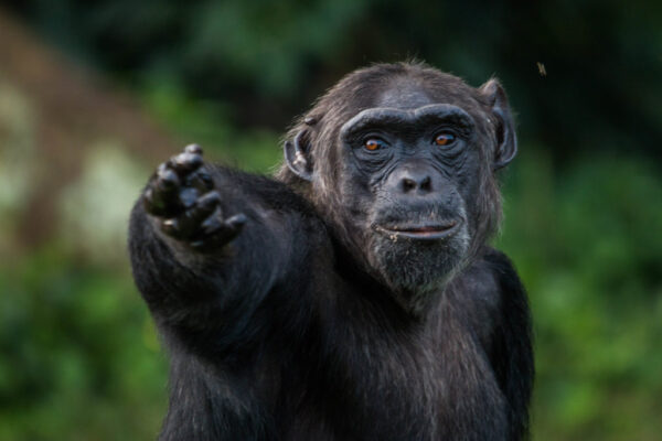 Chimps and Big five