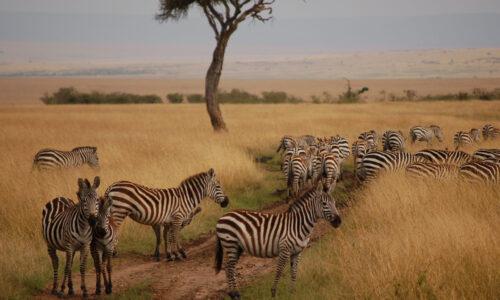 Ngorongoro Safari safari