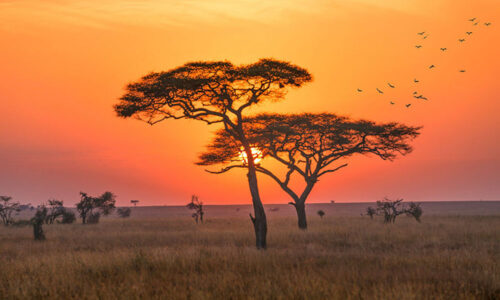 Masai Mara Joining Safari