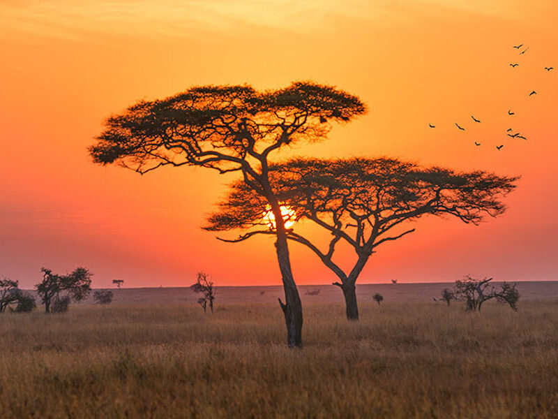 Masai Mara Joining Safari