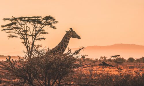 Tanzania Safaris Holiday