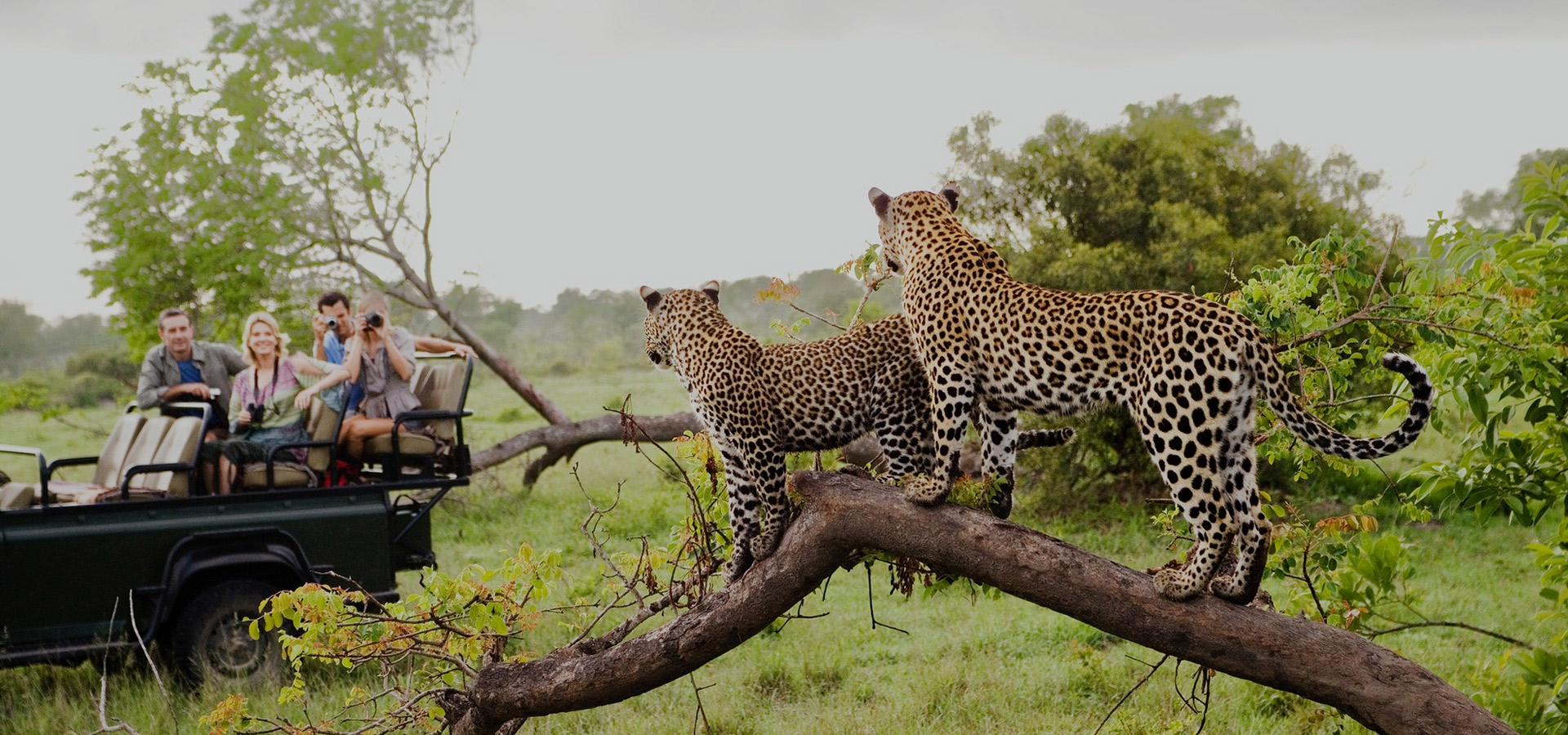 Masai Mara Amboseli Safari