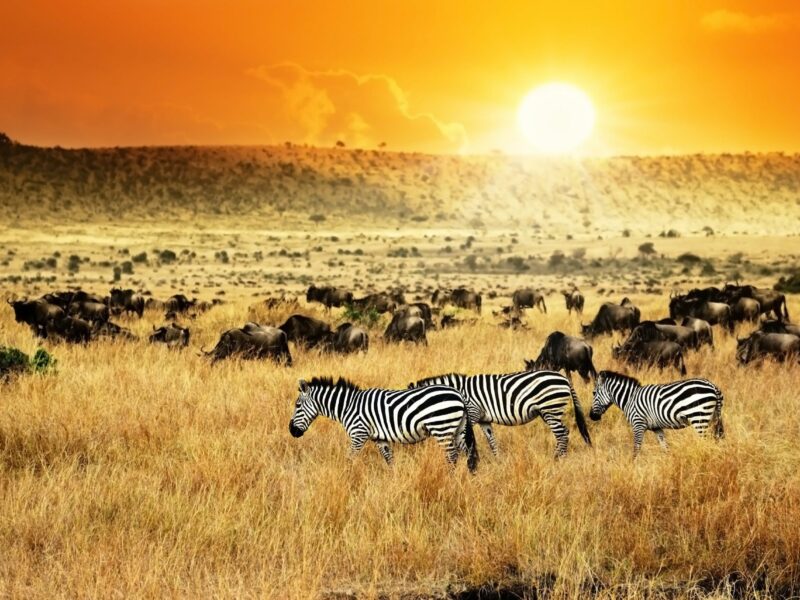 Wildebeest Migration Safaris Kenya