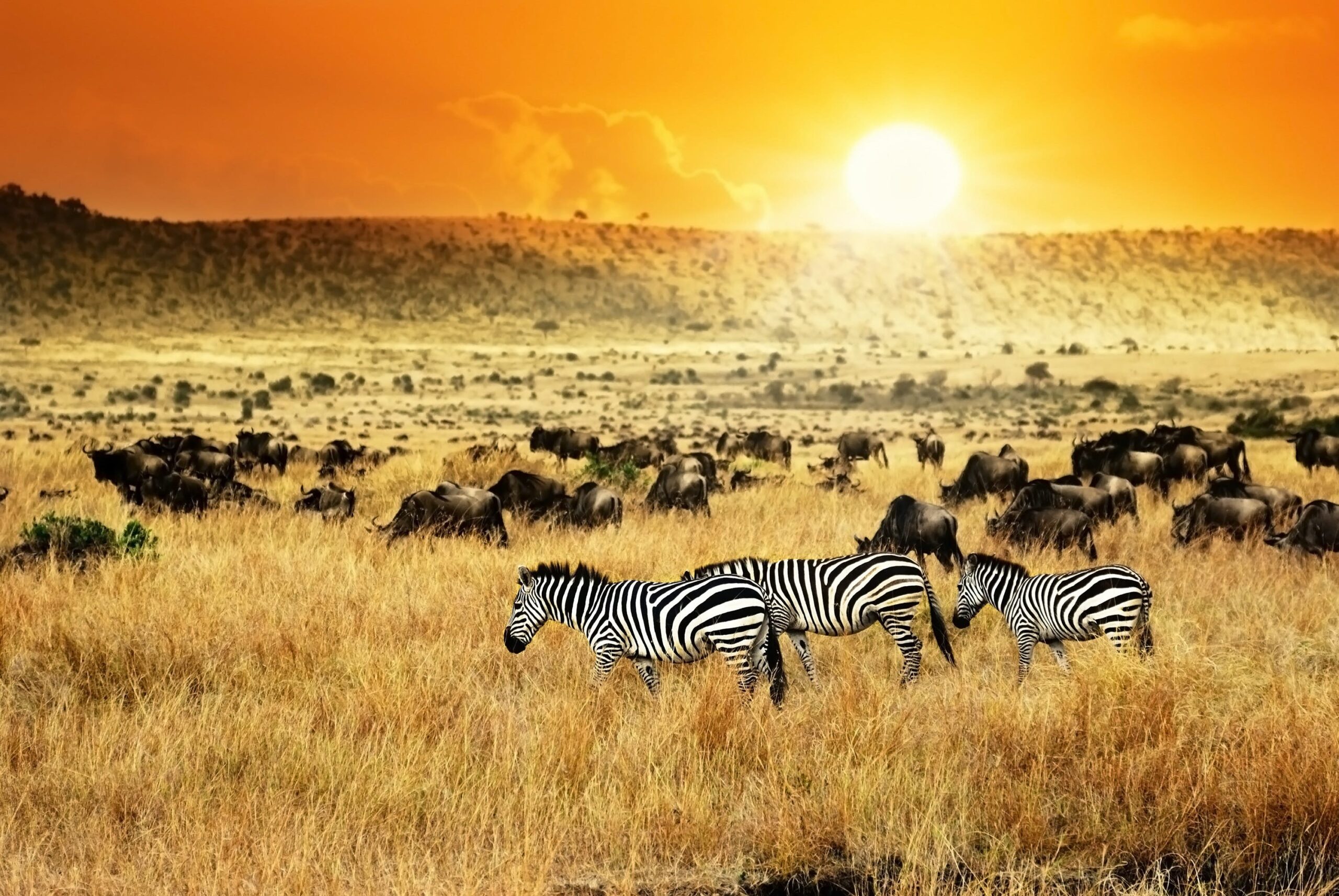 Wildebeest Migration Safari Holiday in Kenya