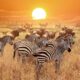 Wildebeest Migration Safari Holidays Kenya