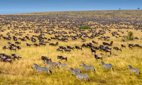 Serengeti National Park Holiday