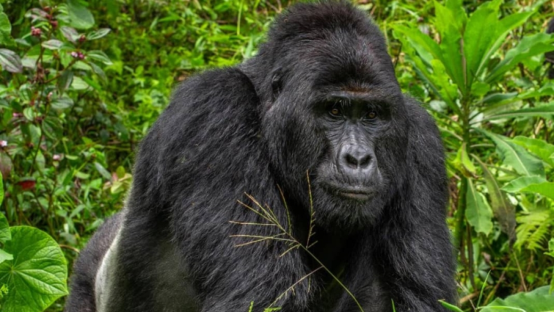 Uganda Gorilla Tours