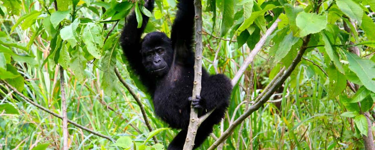 Gorilla Trekking Safaris