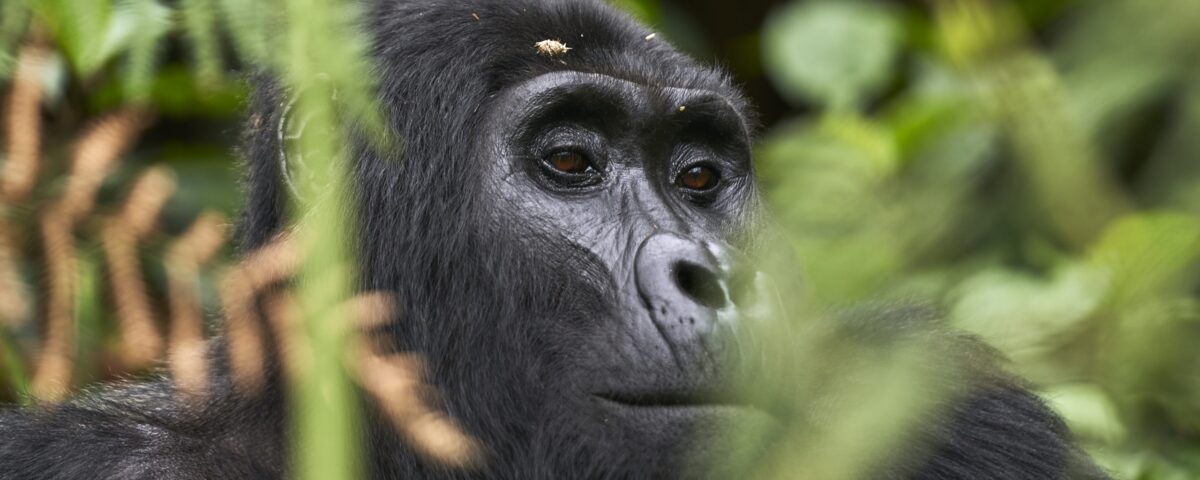 Uganda Gorilla Tours