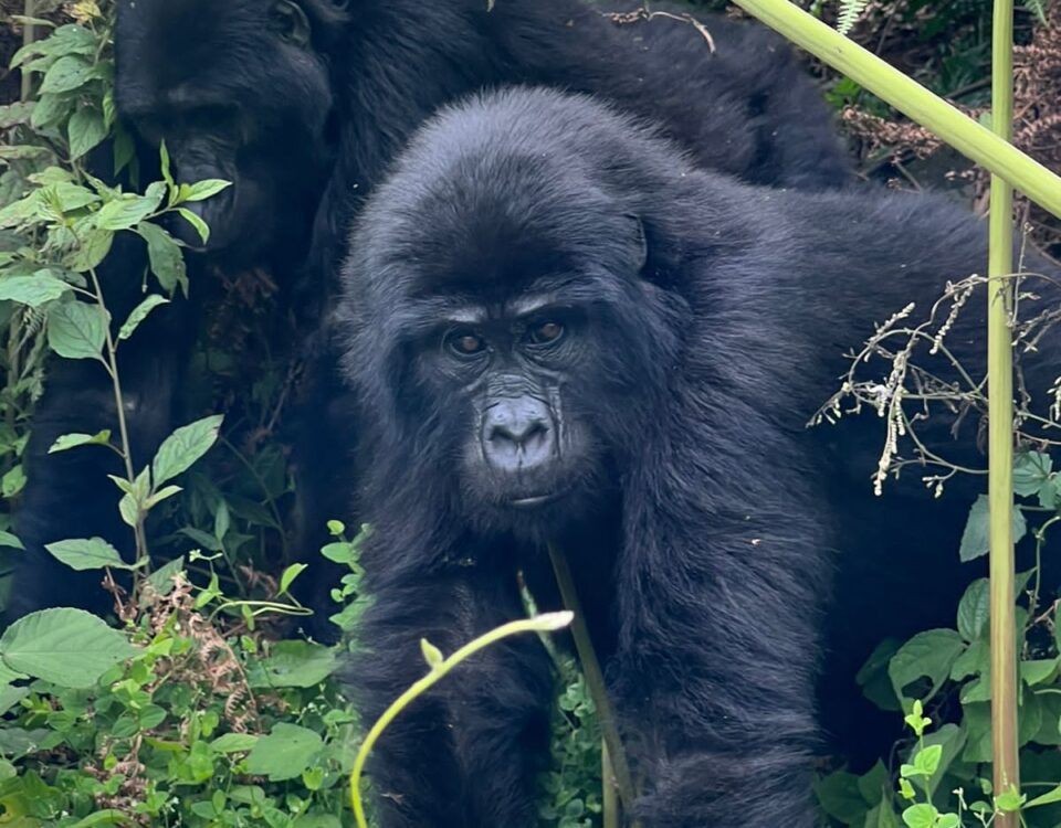 Luxury Uganda Gorilla Safari