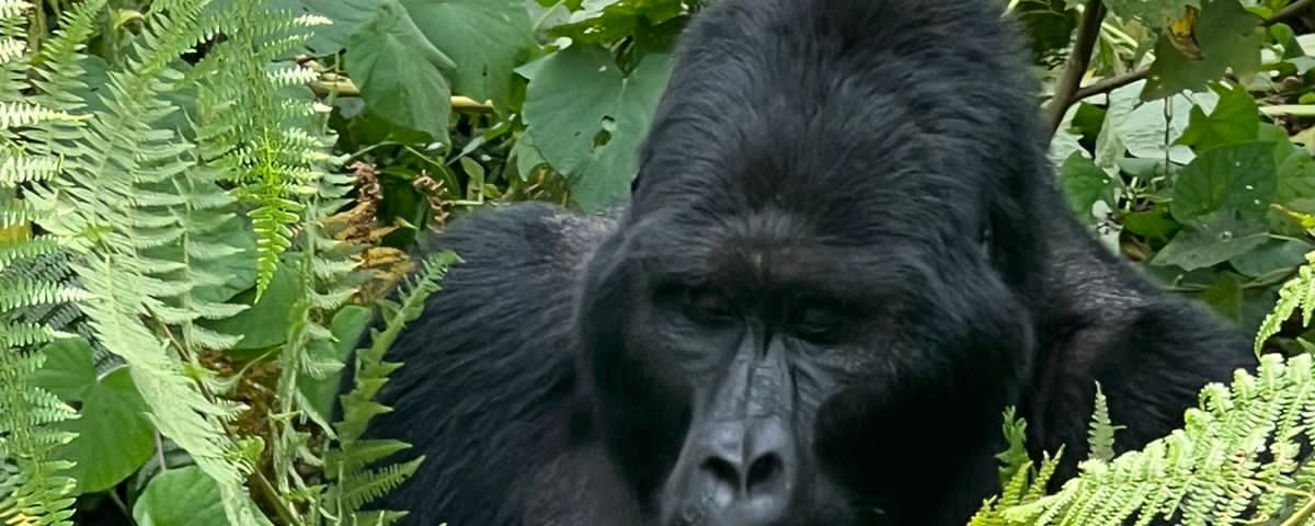 Bwindi Impenetrable Forest