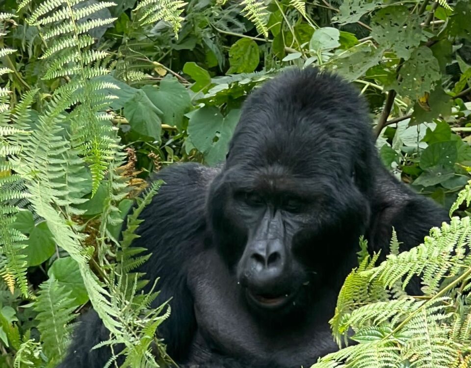 Bwindi Impenetrable Forest