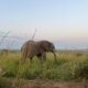 Uganda Safari Travel Guide