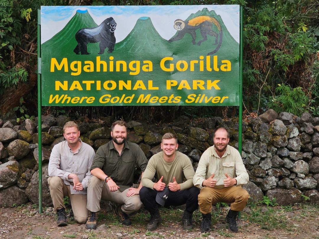 Mountain Gorillas