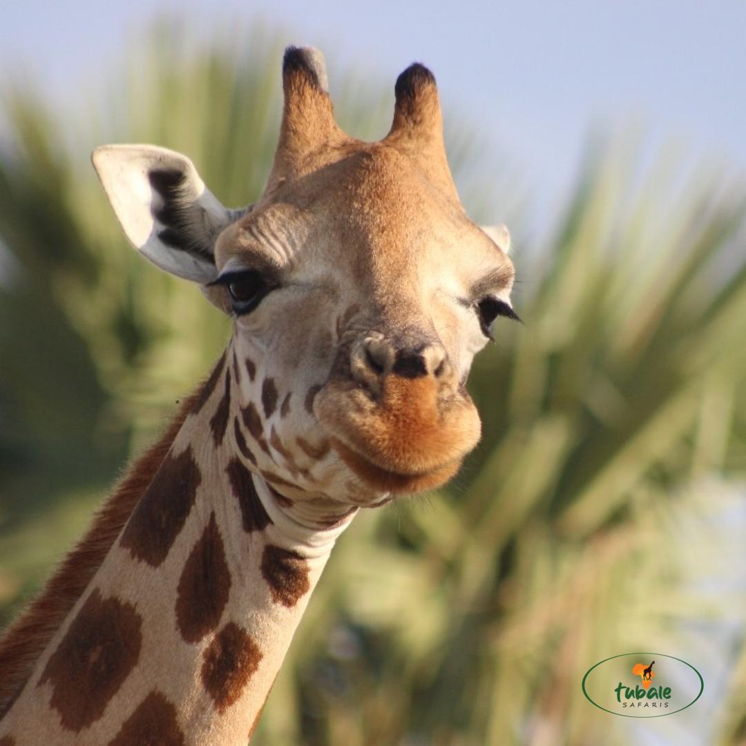 7 Things You Should Not Miss on a Safari in East Africa