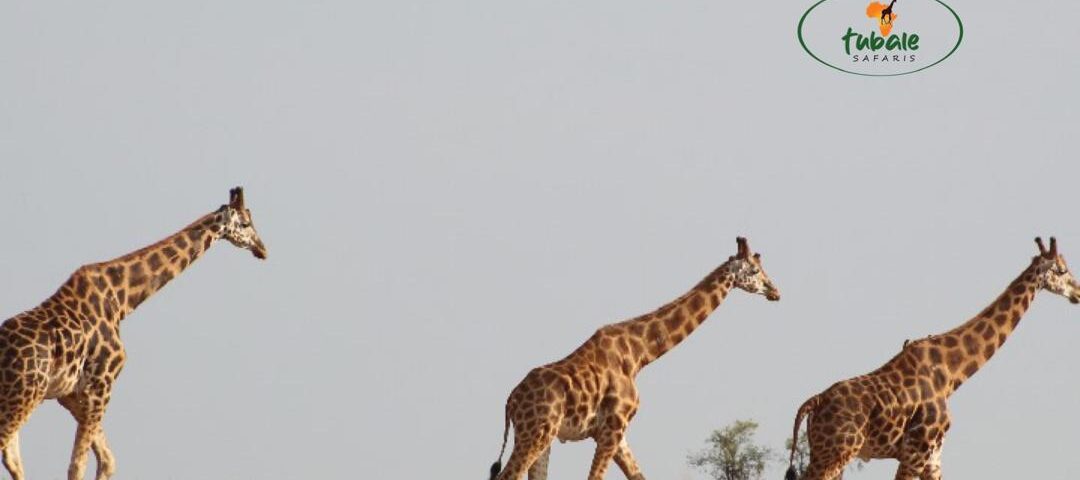 Best Time to Visit Masai Mara National Reserve