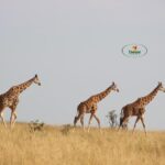 Best Time to Visit Masai Mara National Reserve