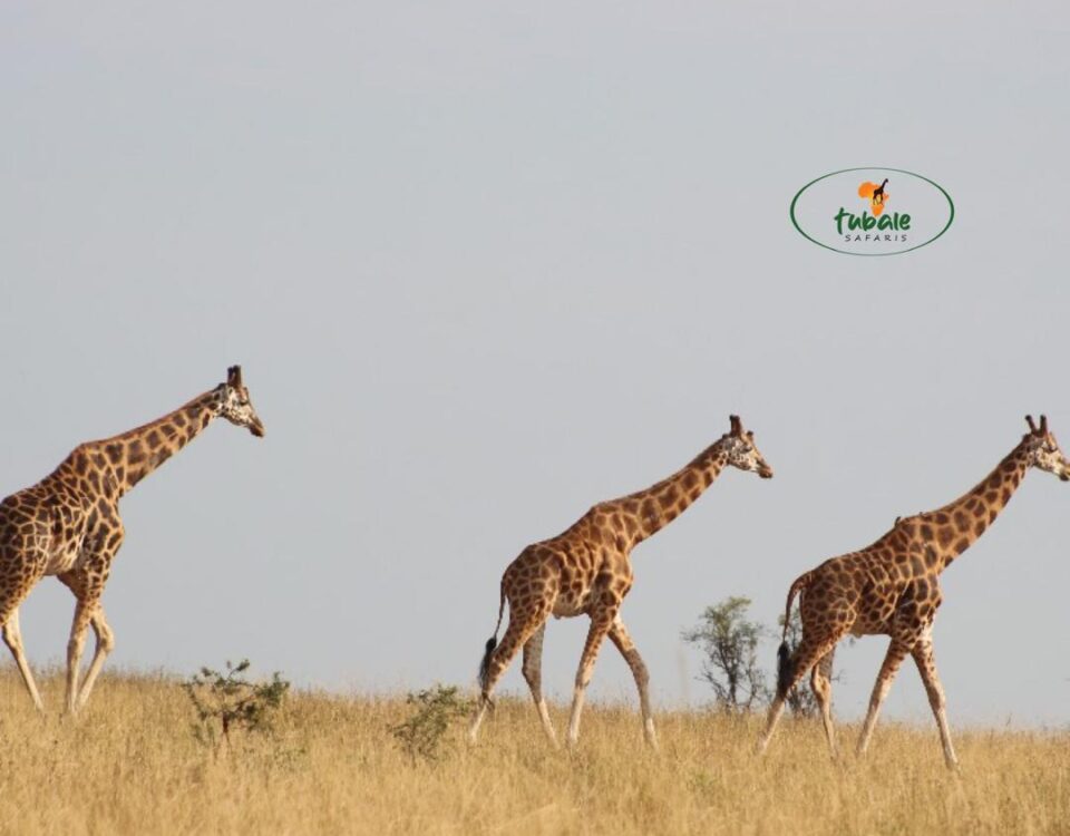 Best Time to Visit Masai Mara National Reserve