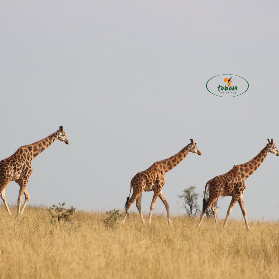 Best Time to Visit Masai Mara National Reserve