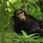 Chimpanzee Habituation Experience