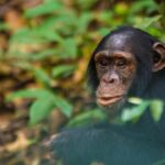 Chimpanzee Habituation Experience