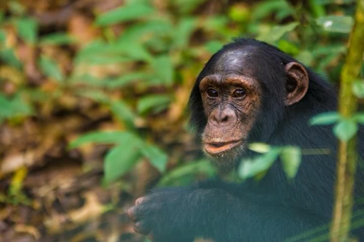 Chimpanzee Habituation Experience