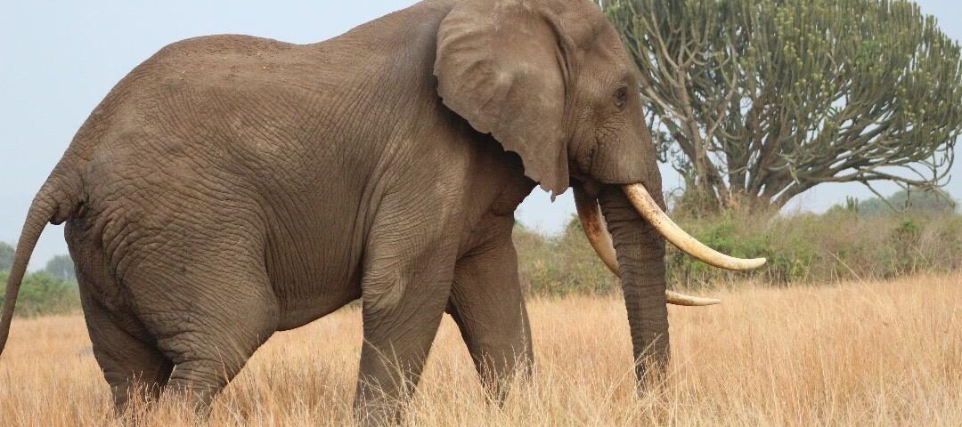 African Safari in Masai Mara National Reserve