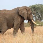 African Safari in Masai Mara National Reserve