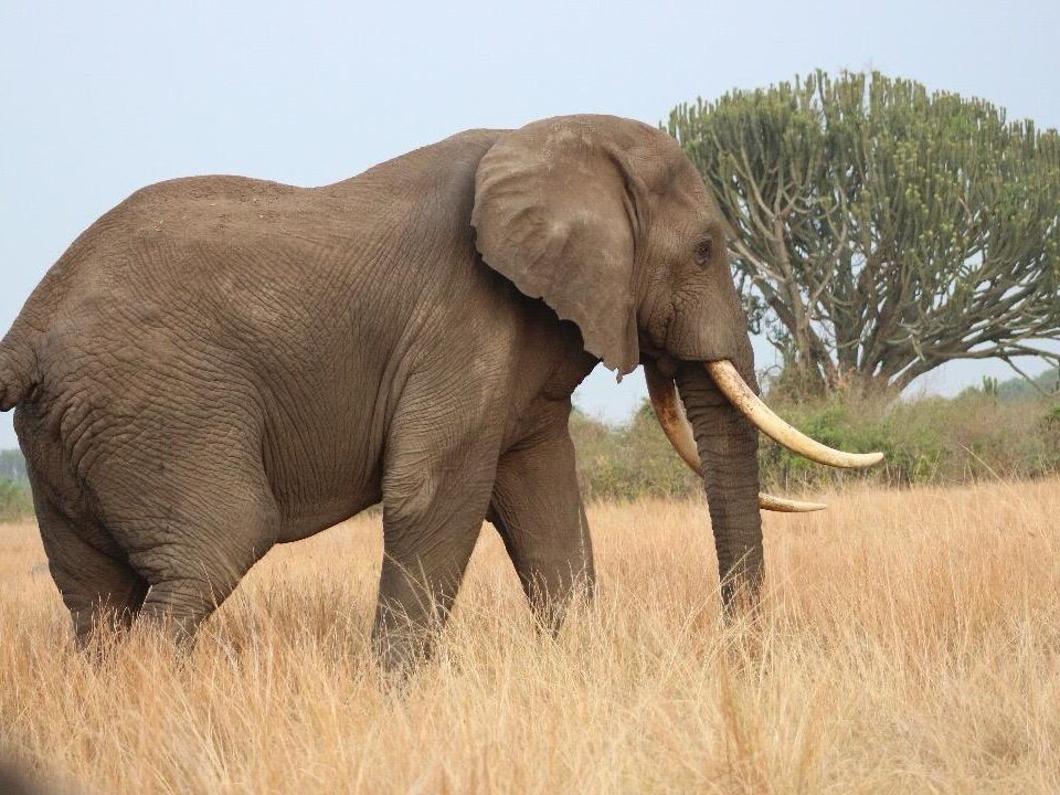African Safari in Masai Mara National Reserve