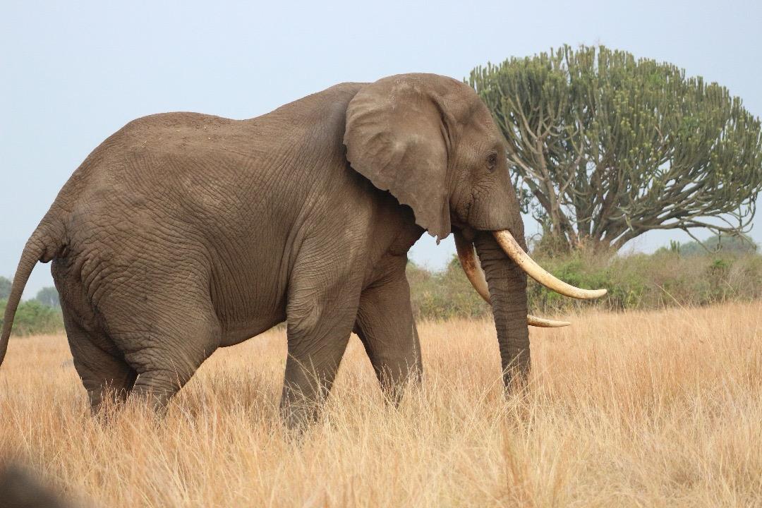 African Safari in Masai Mara National Reserve
