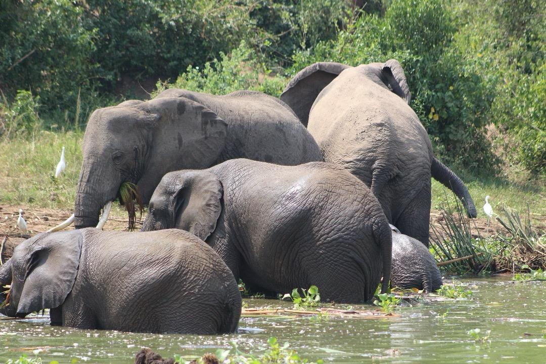 Can I Combine Uganda Gorilla Trekking with Other Safaris?