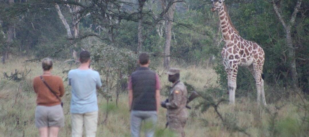 What to Expect on Uganda Gorillas and Wildlife Safaris
