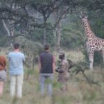 What to Expect on Uganda Gorillas and Wildlife Safaris