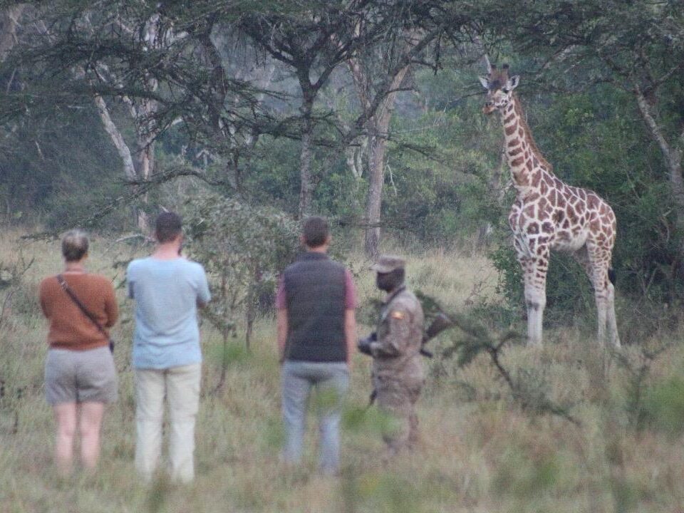 What to Expect on Uganda Gorillas and Wildlife Safaris