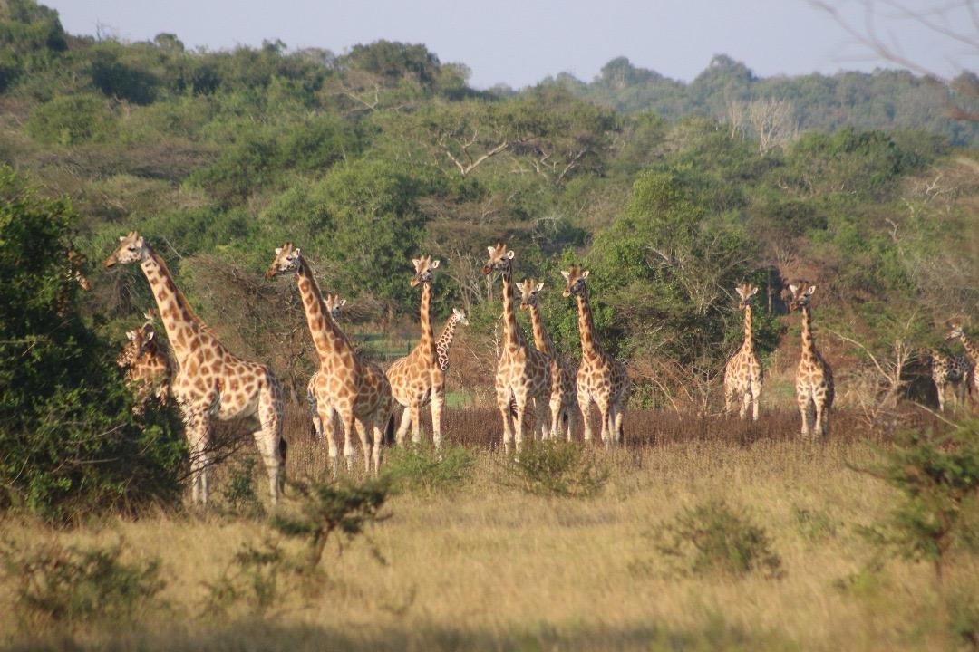 What is the Best Time to Visit for a Wildlife Tour in East Africa?